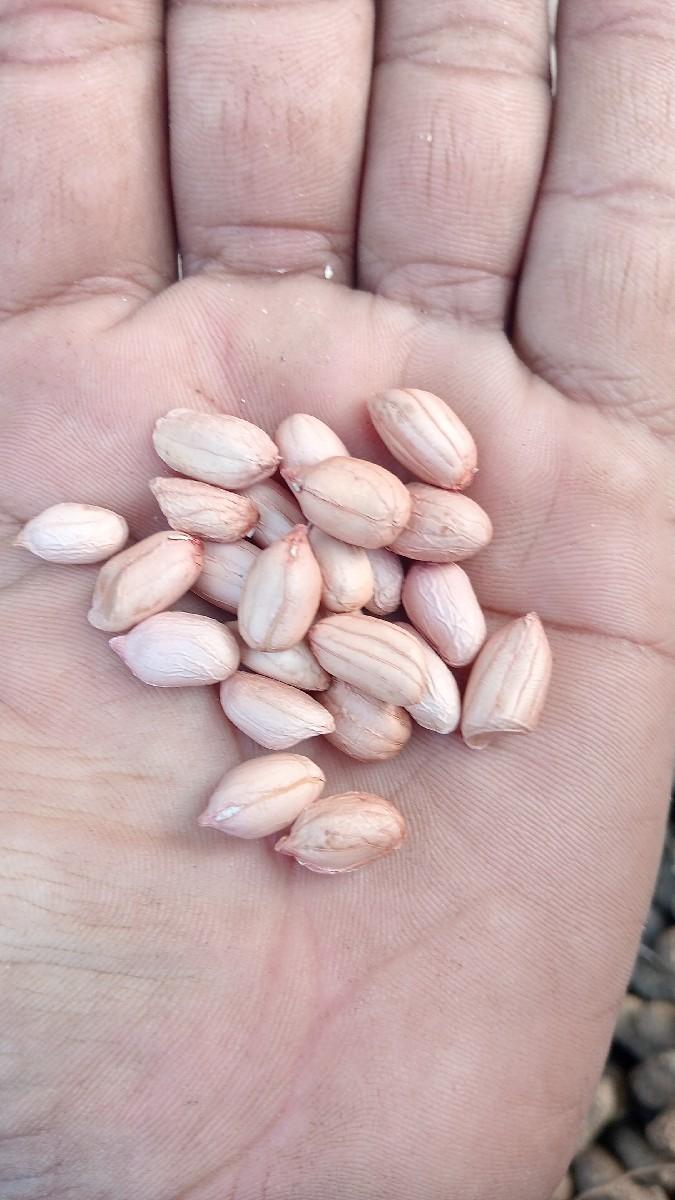 મગફળી બિયારણ માં દેવાની છે