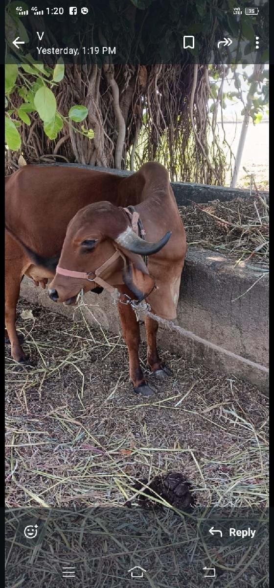 થંબનેલ 2