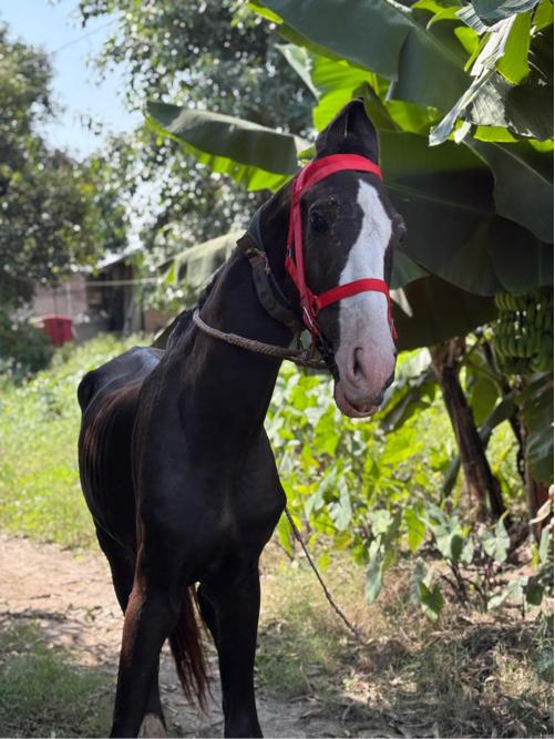 થંબનેલ 2