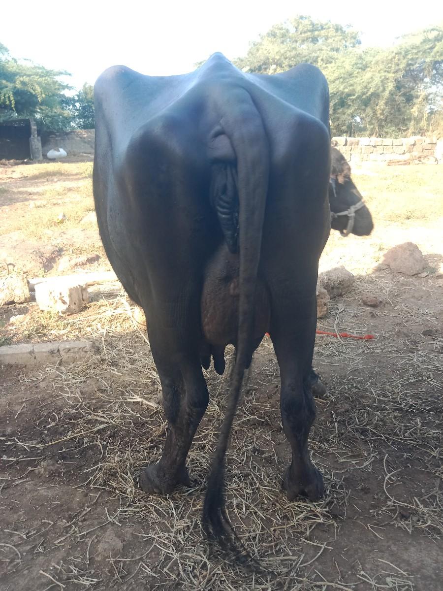 થંબનેલ 2