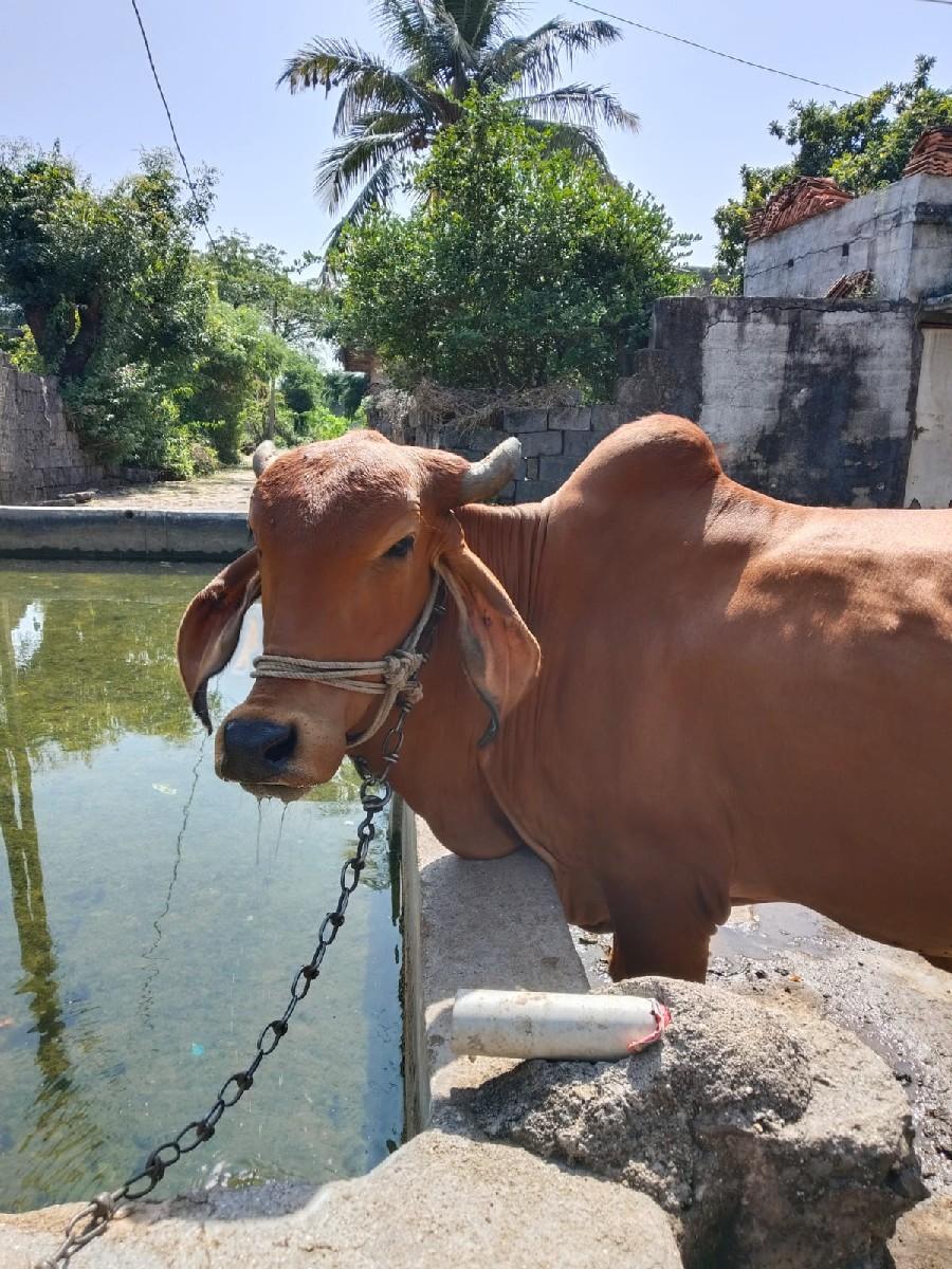 થંબનેલ 3