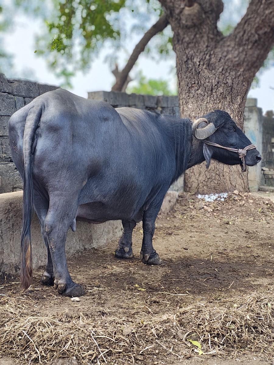 થંબનેલ 2