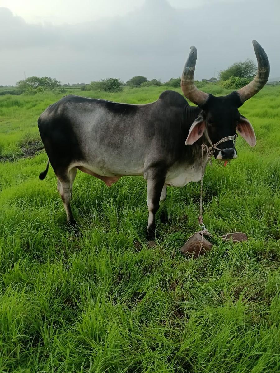 થંબનેલ 3