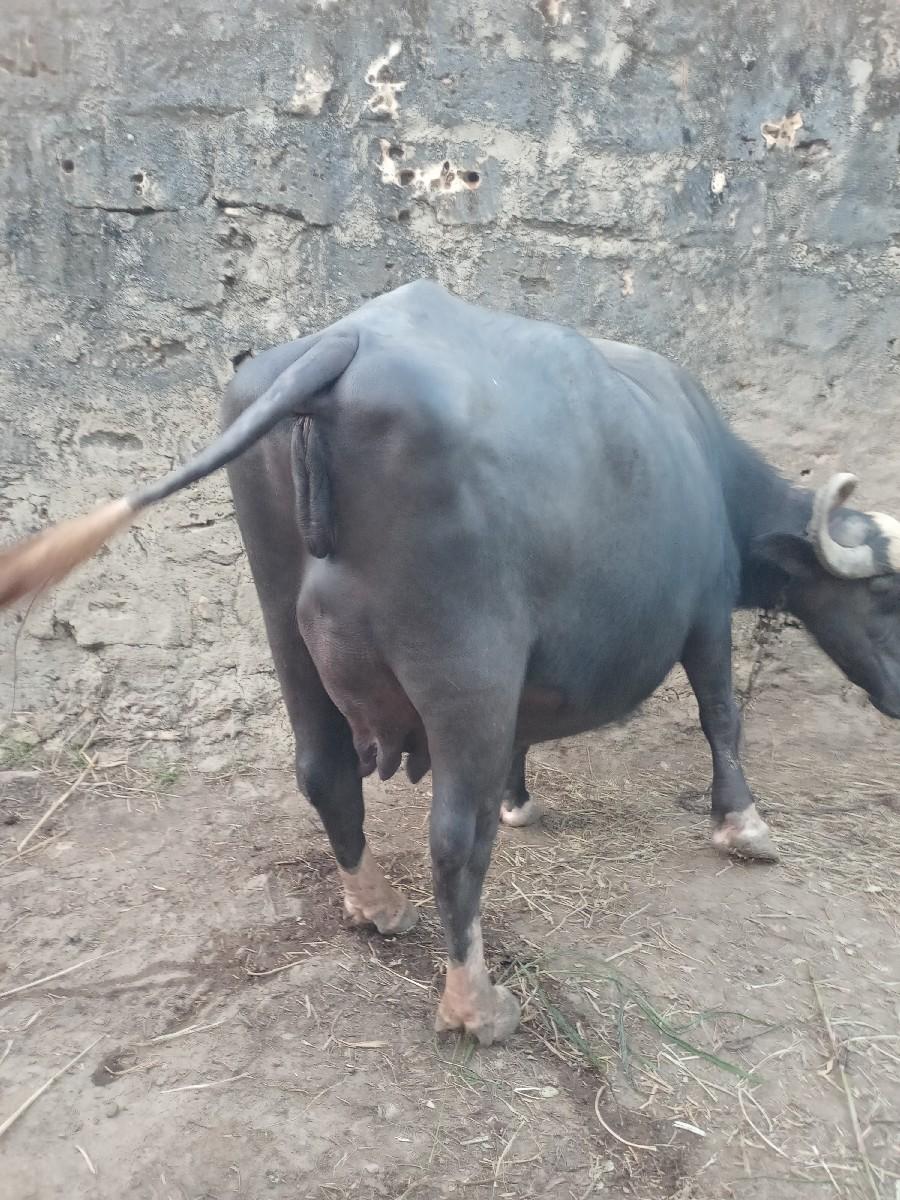 થંબનેલ 3