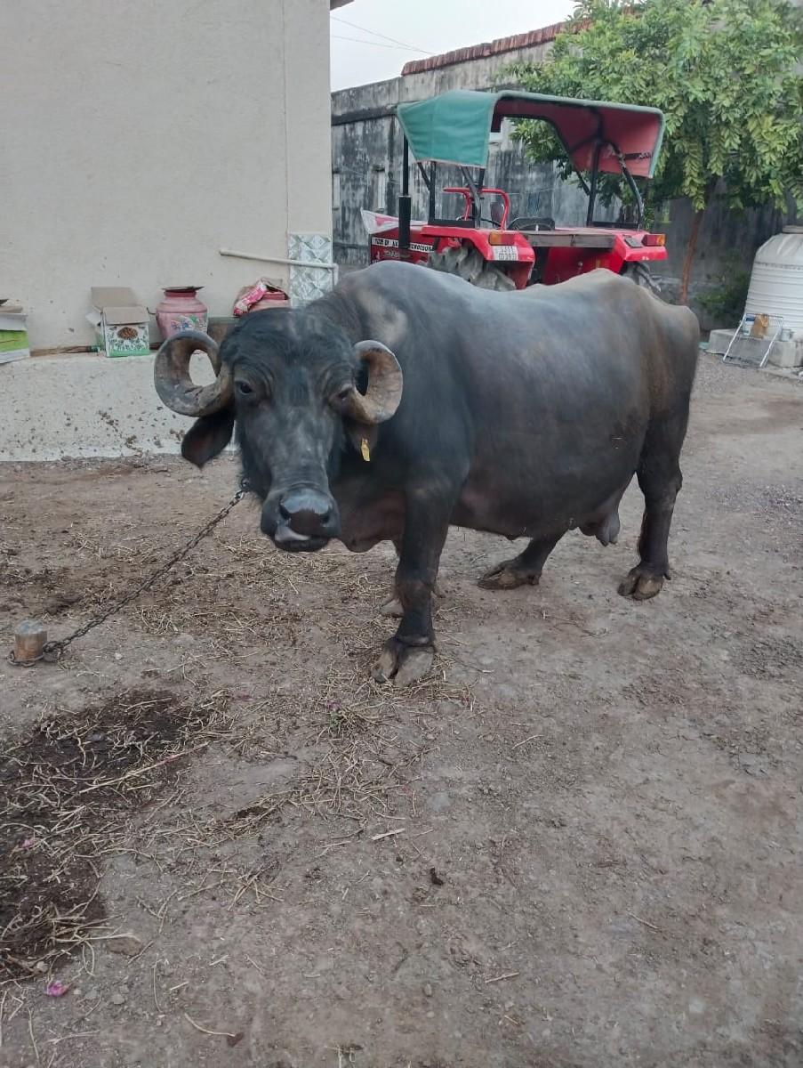 થંબનેલ 2