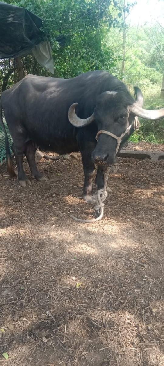 थंबनेल 2