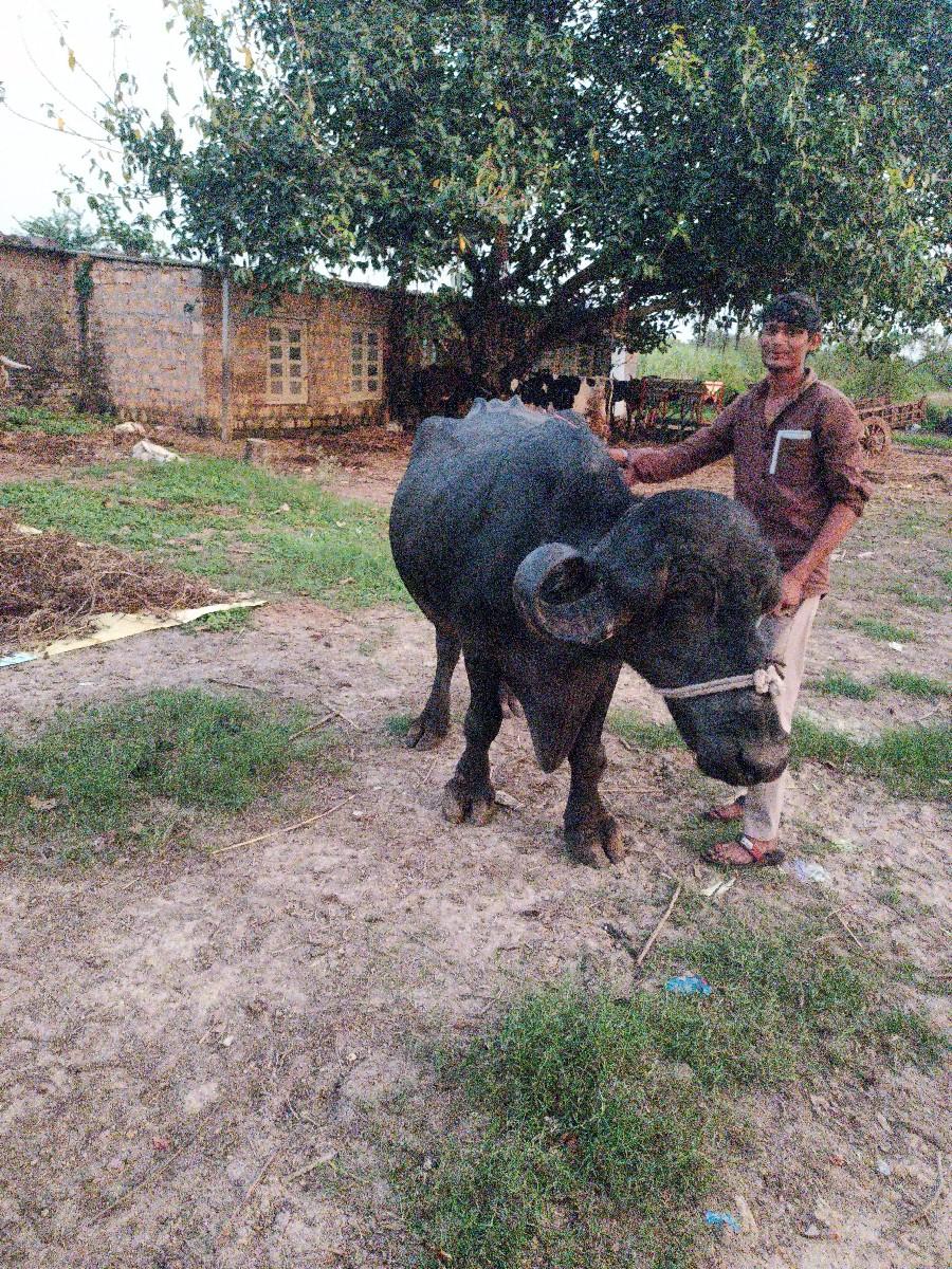 થંબનેલ 2