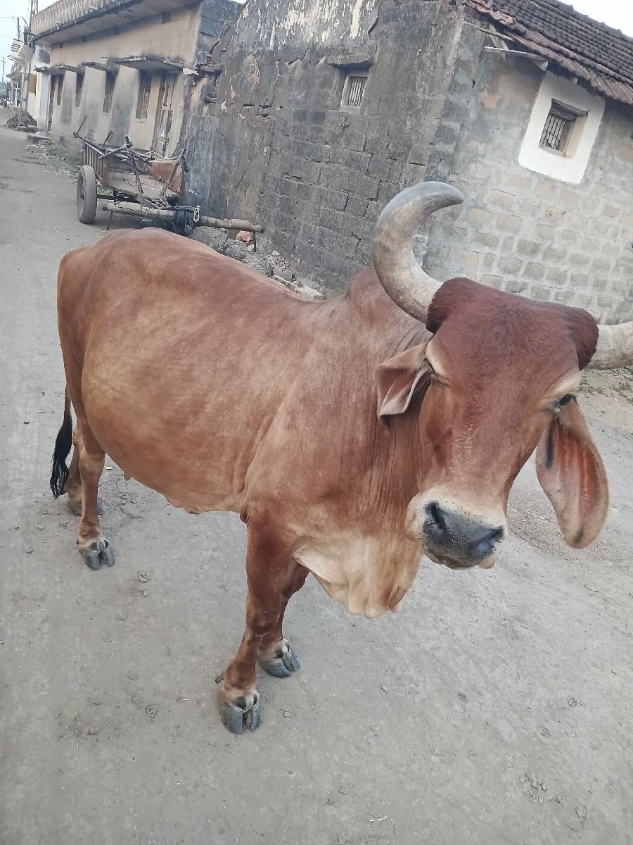 થંબનેલ 3