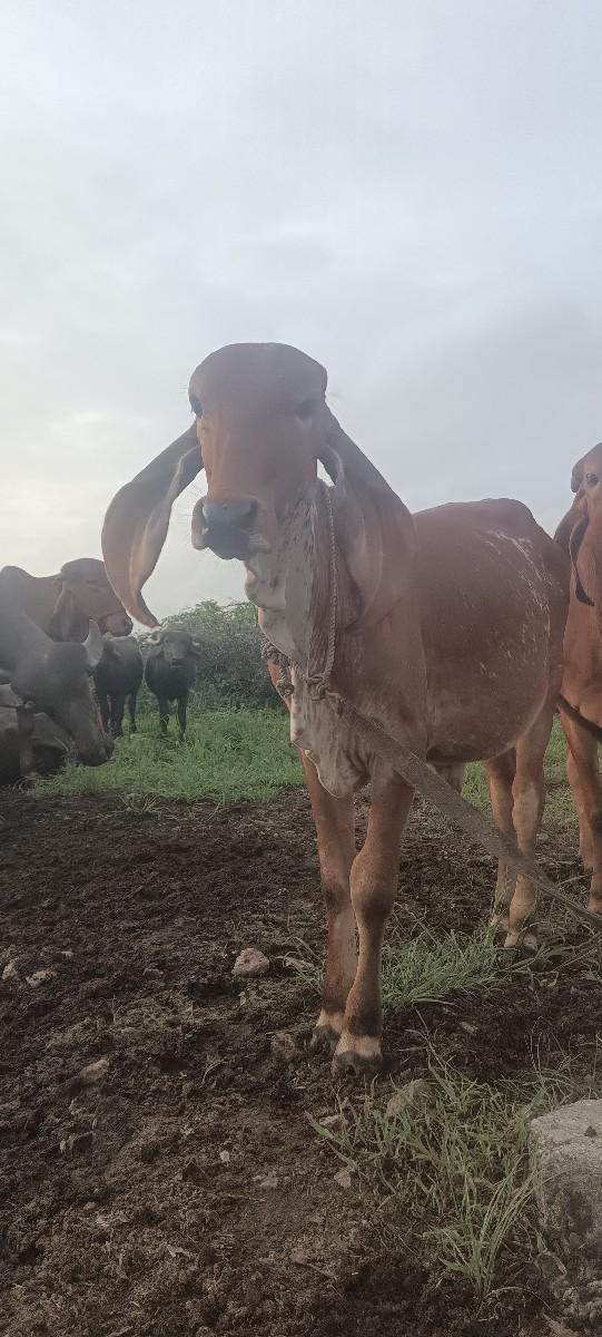 થંબનેલ 2