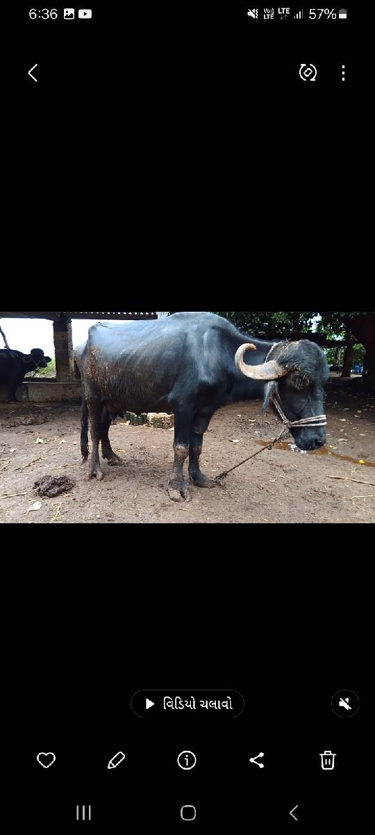 થંબનેલ 3