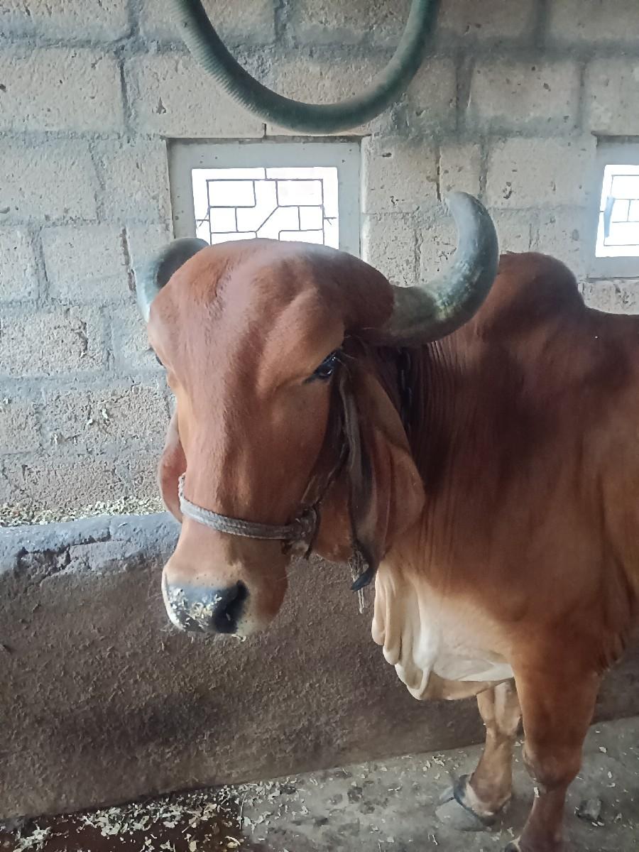 થંબનેલ 2