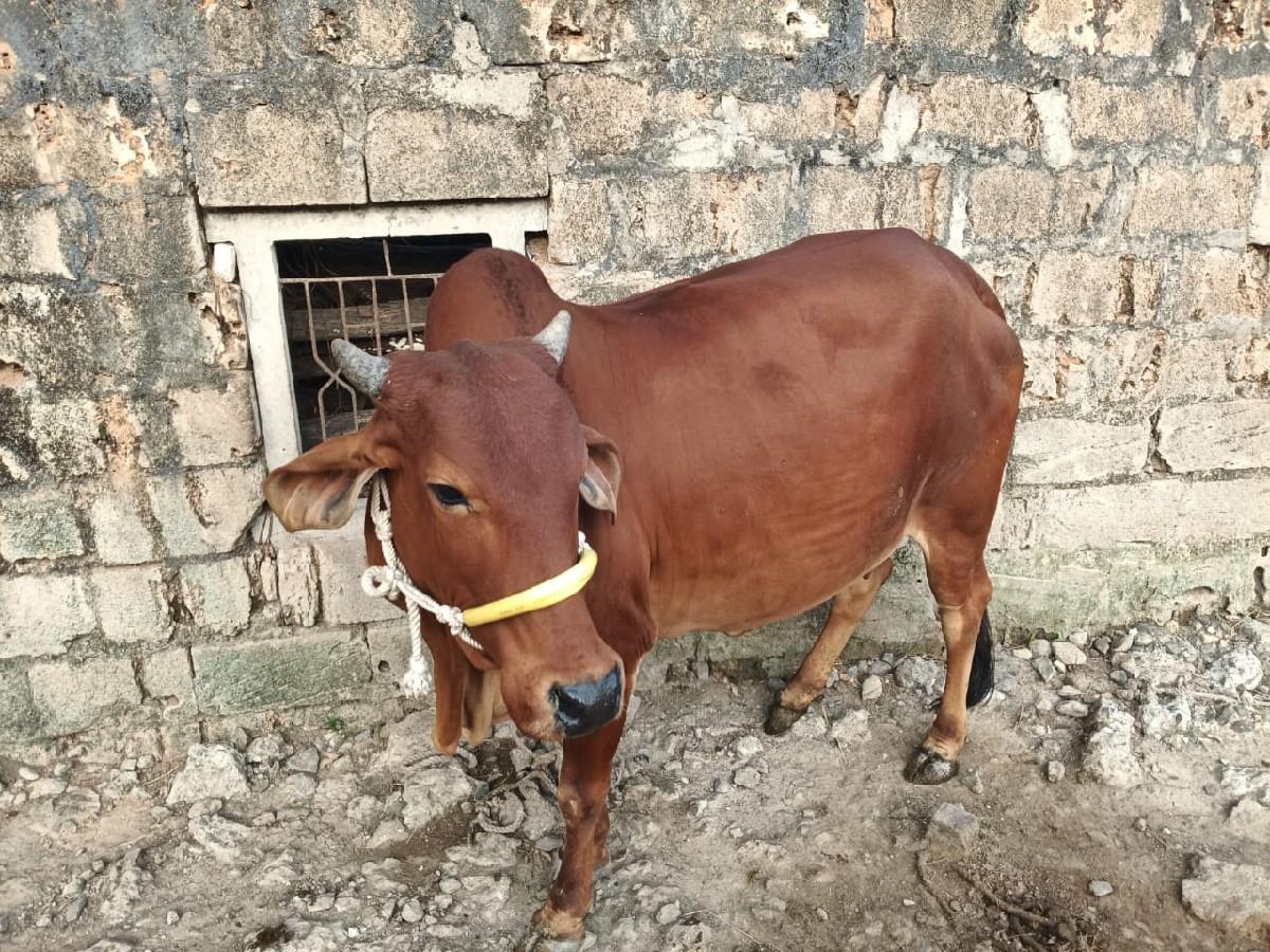 પેલા વેતર નું ઓડકી વેચવાની છે