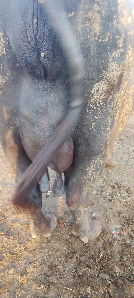 ભેંસ વેચવાની છે