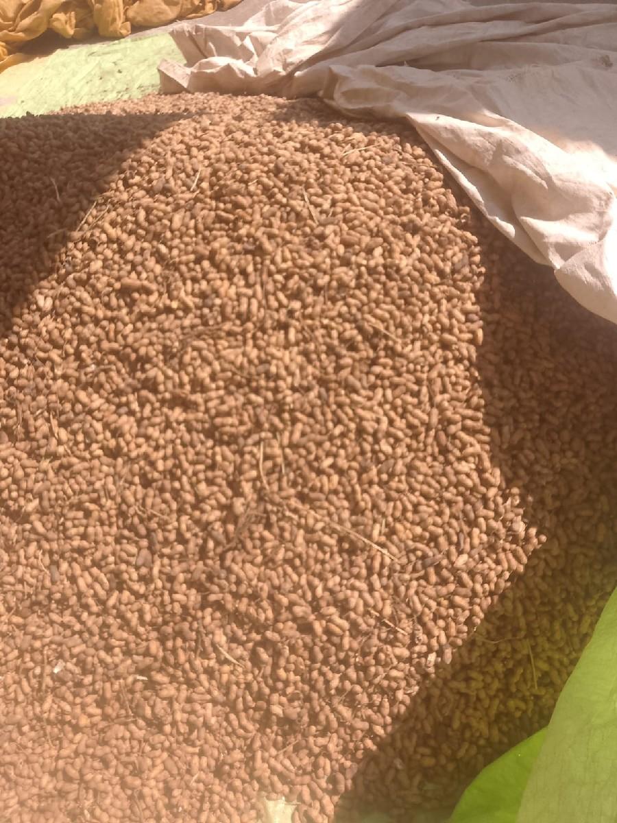 G-32 નંબર મગફળી સર્ટિફાઇડ