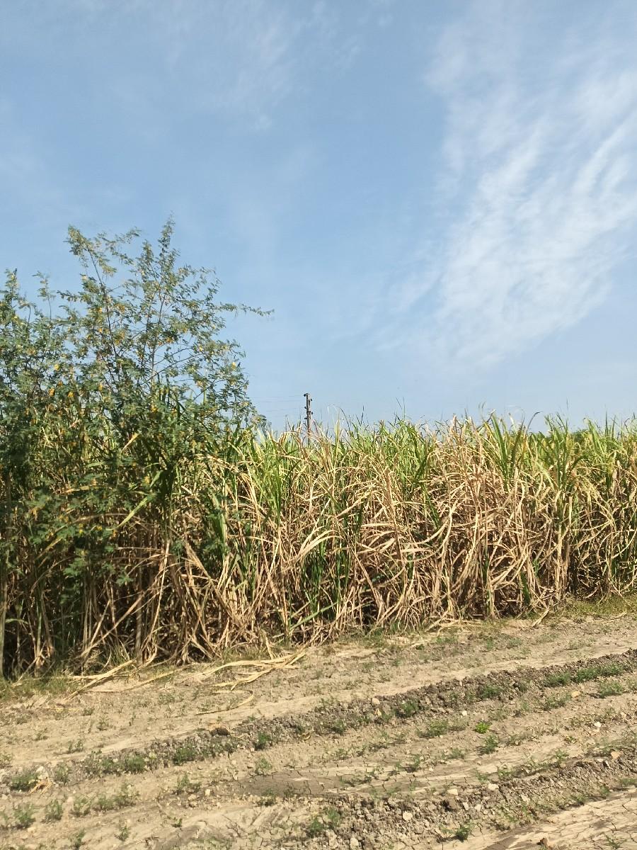 થંબનેલ 3