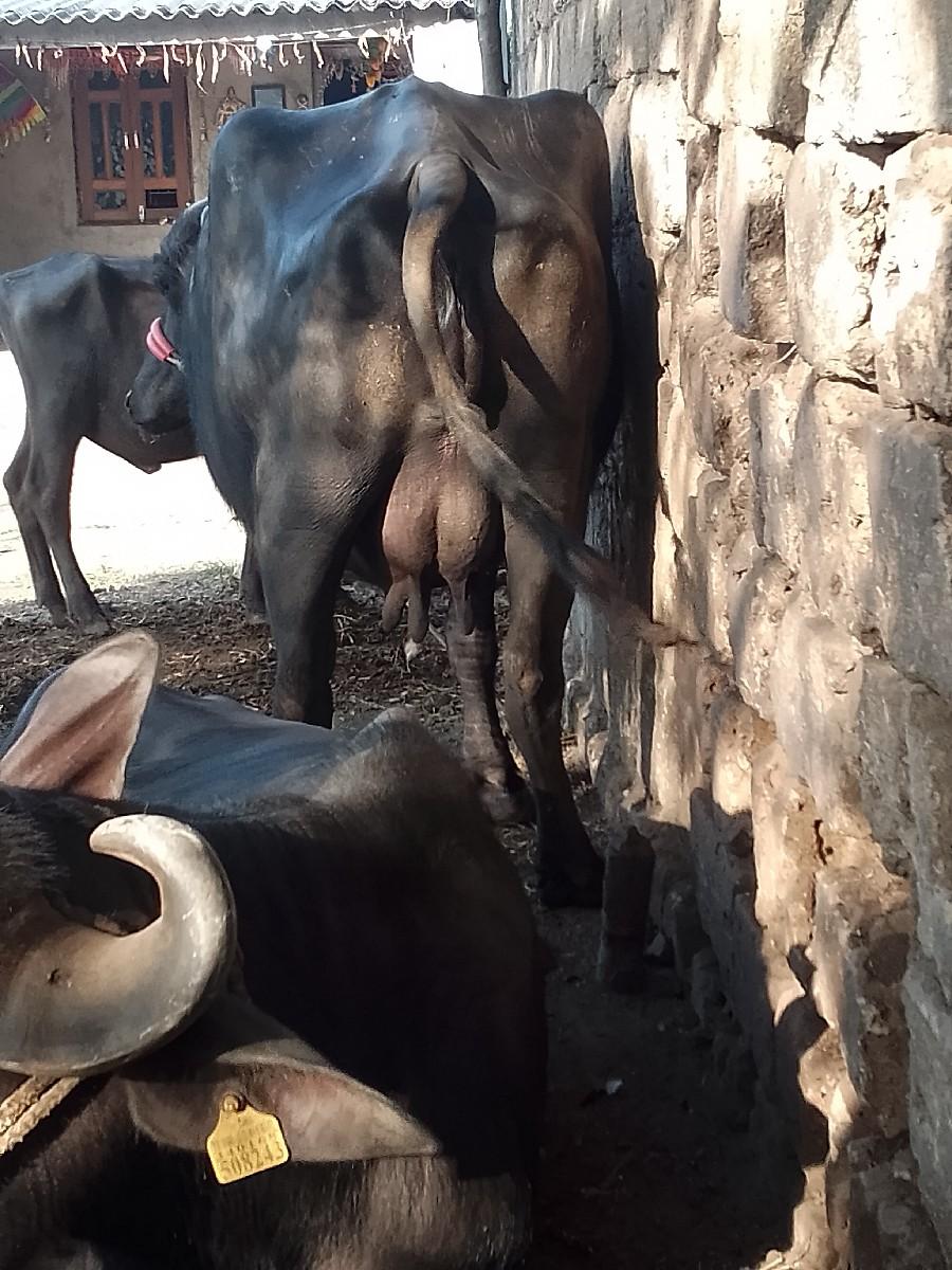 થંબનેલ 2