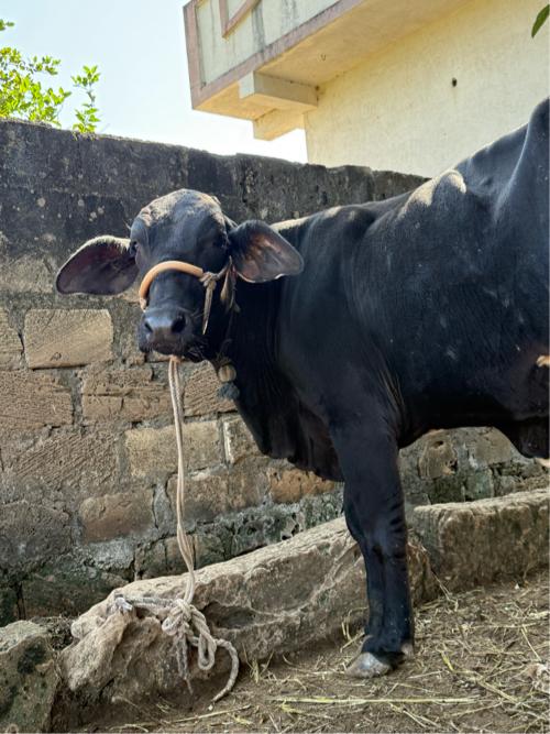 5 gay vechvani che hf cross