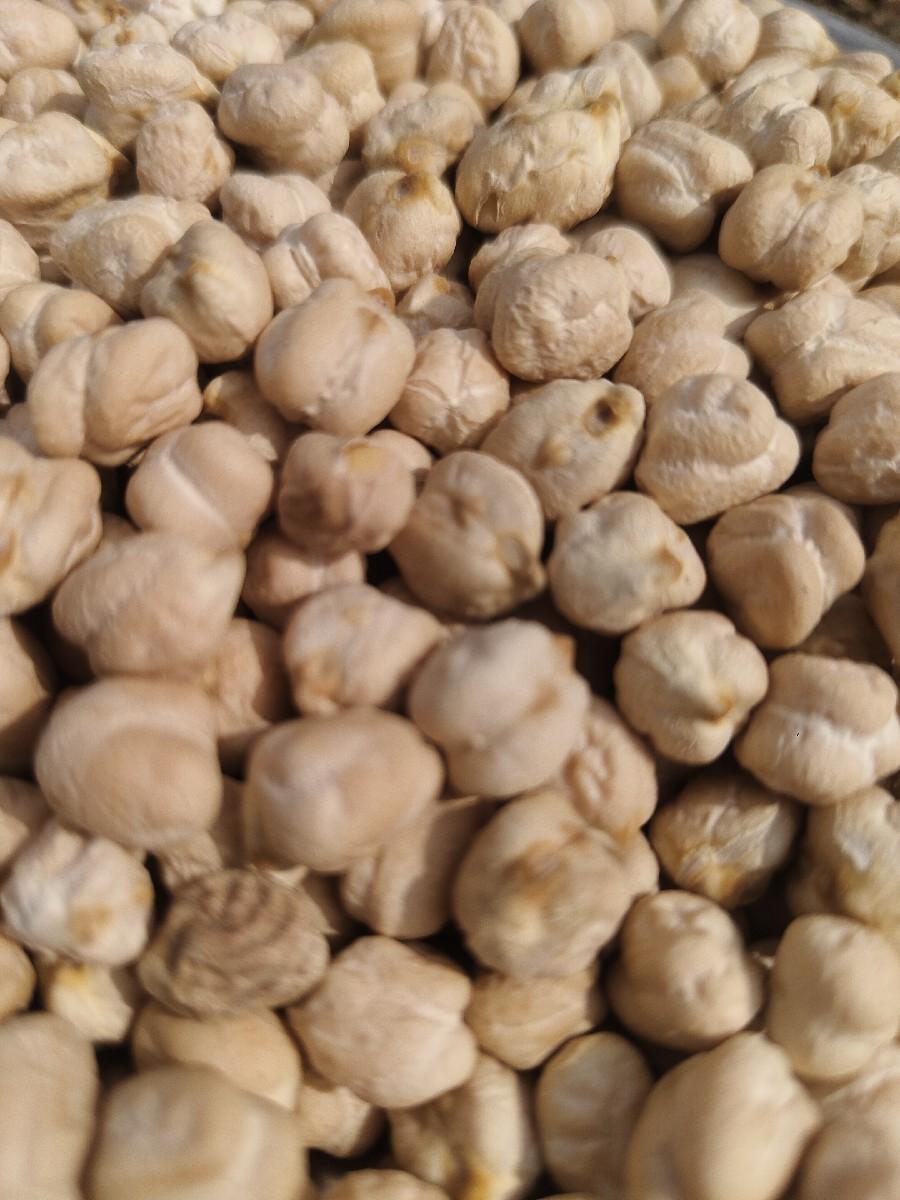 કાબુલી ચણા નુ બિયારણ વેચવાનું