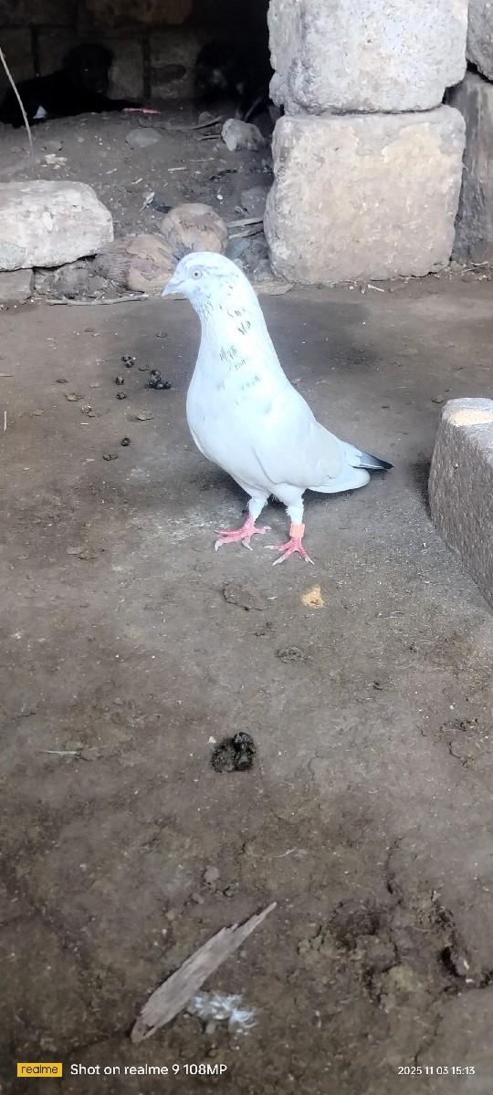 વેચાતો લેવો હોય તો વેચાતો અને હાટા