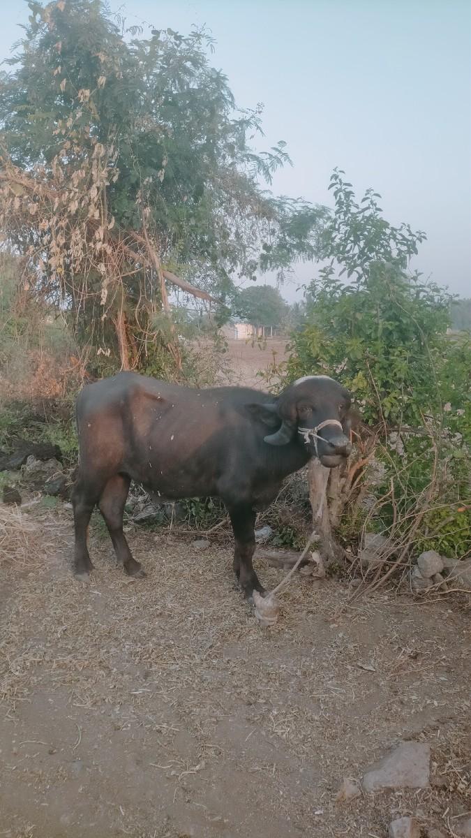 પાડો vechavano છે