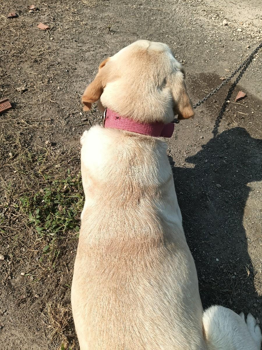 લેબરા ફેમલ સારી બ્રીડ ની સે