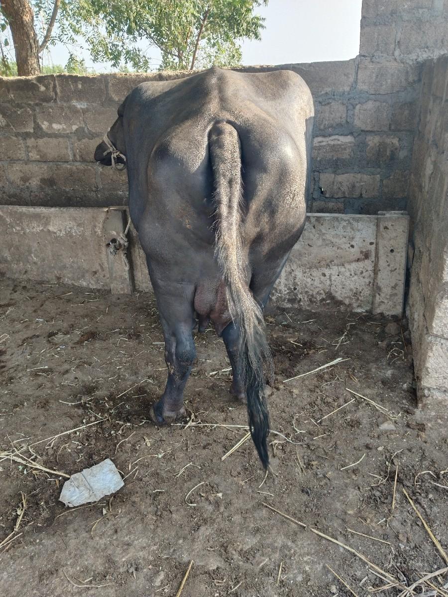 થંબનેલ 3