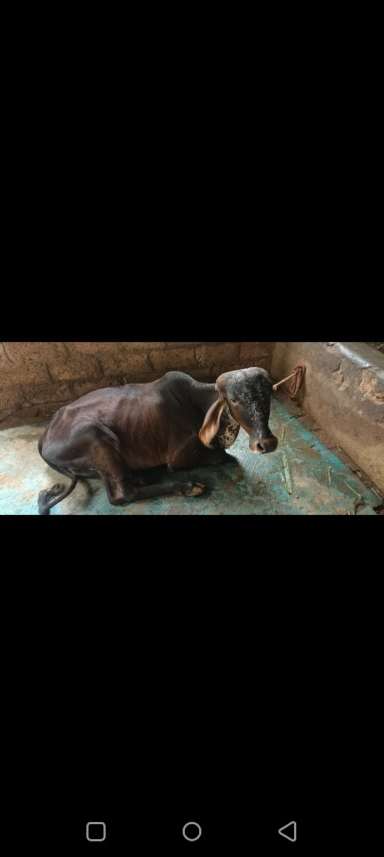 ઓડકી દોઢ વર્ષની