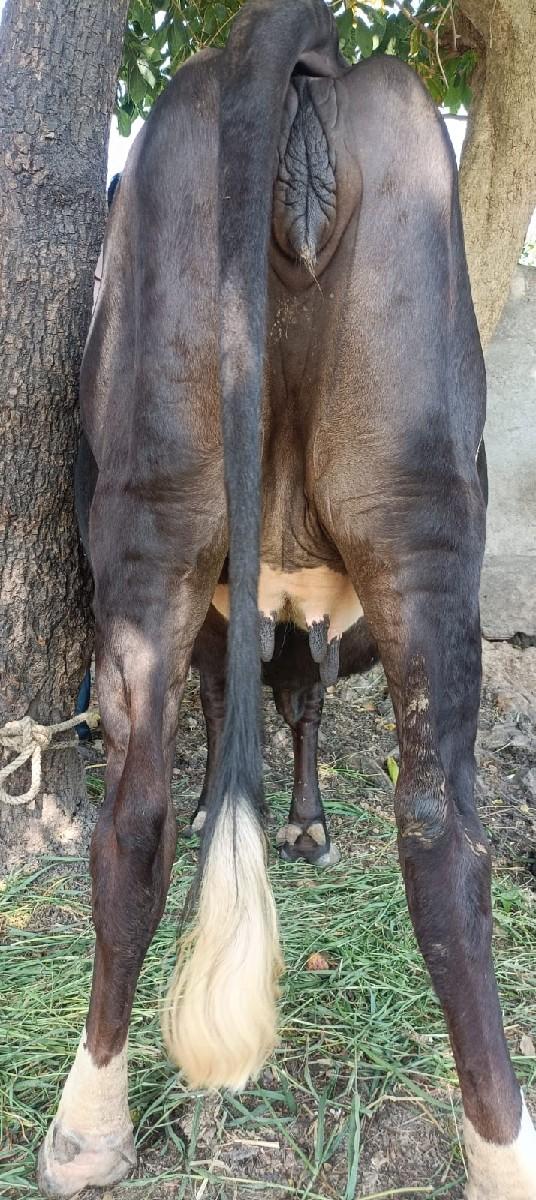 થંબનેલ 5