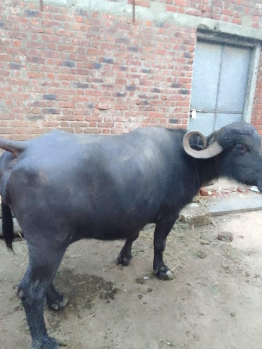 થંબનેલ 3