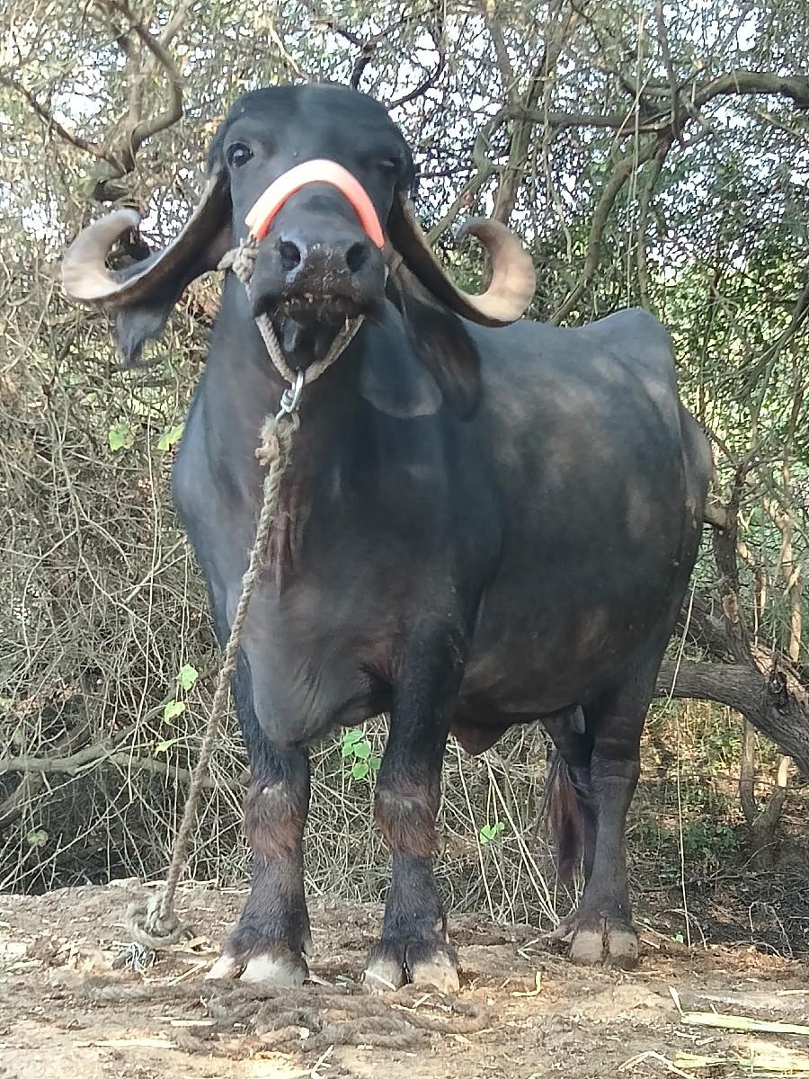 આ બેસ વેચવાની છે