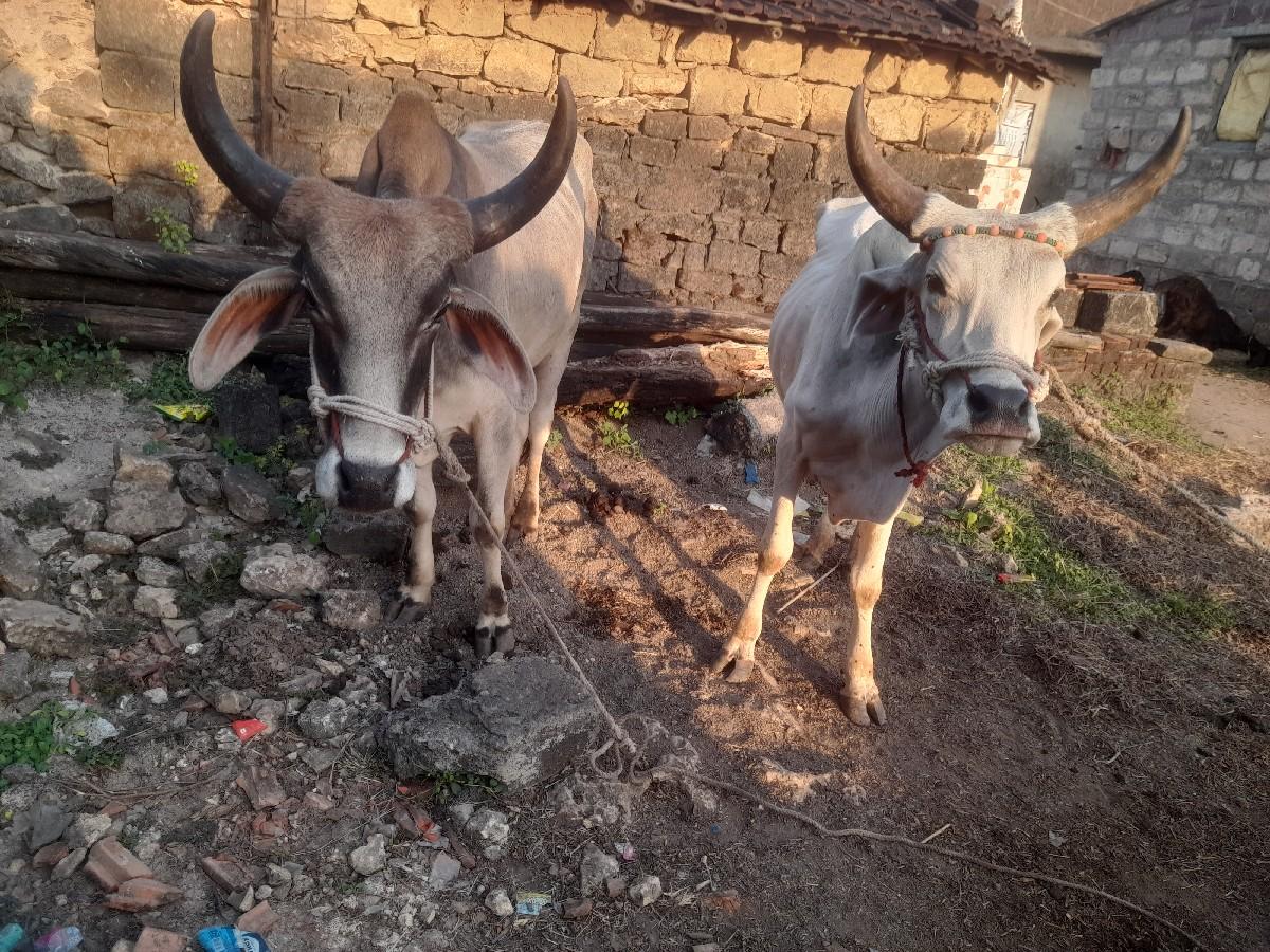 થંબનેલ 3