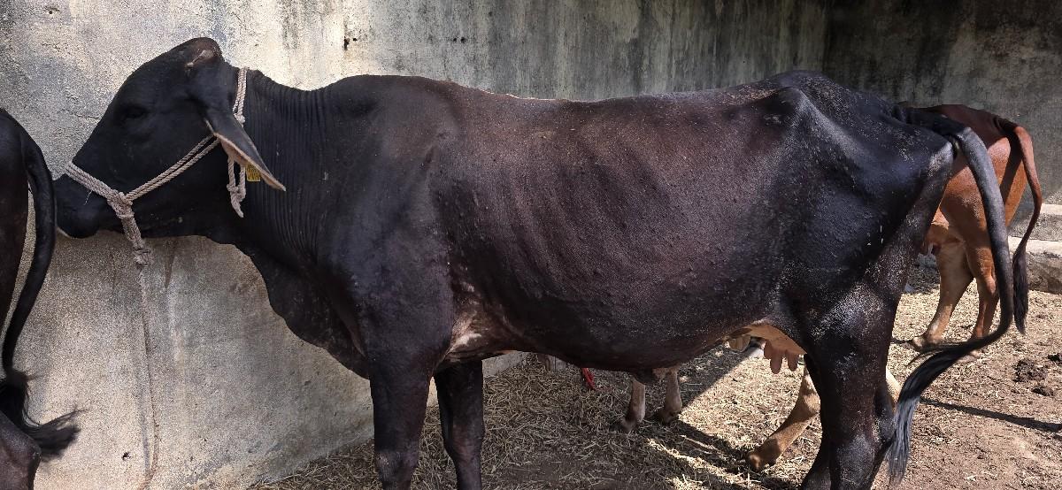 થંબનેલ 2