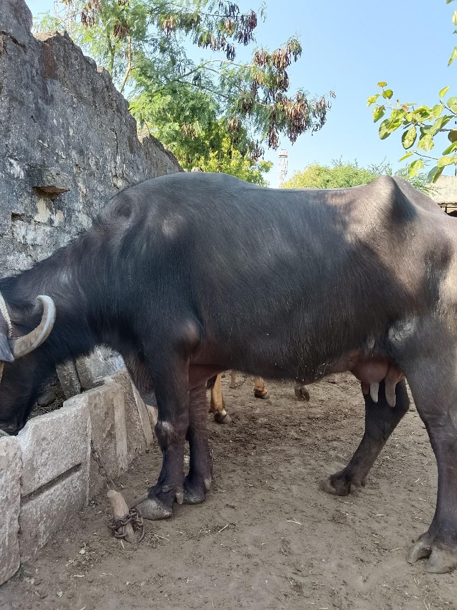 થંબનેલ 3