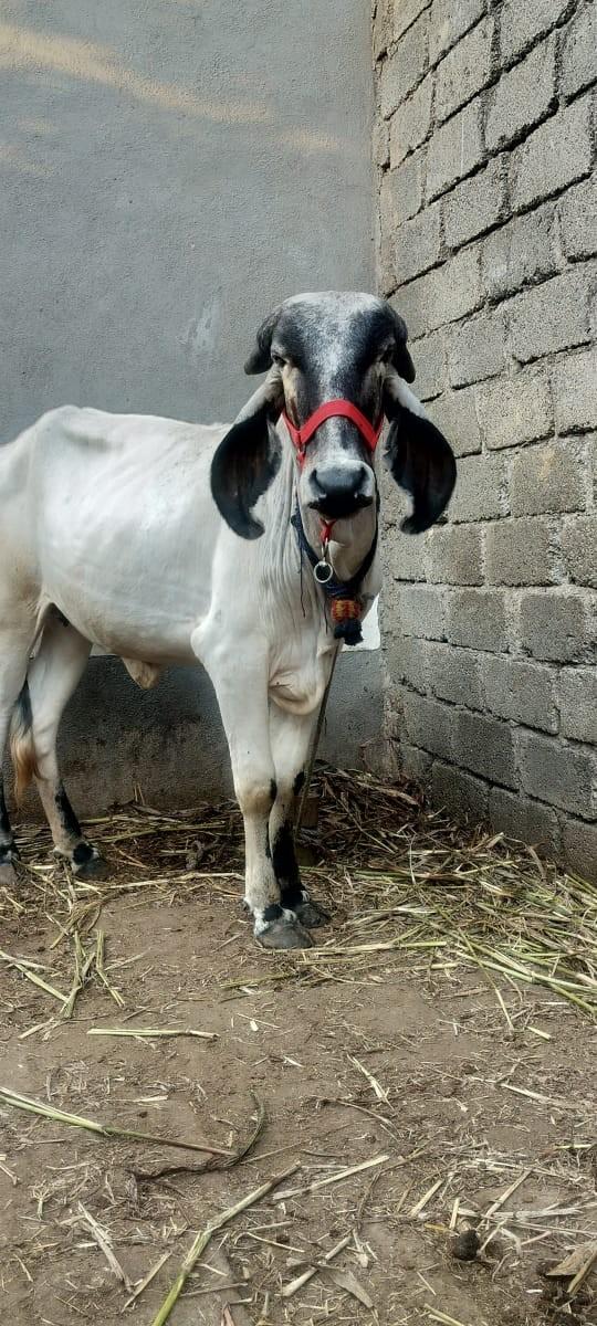 વાછડી વેચવાની છે