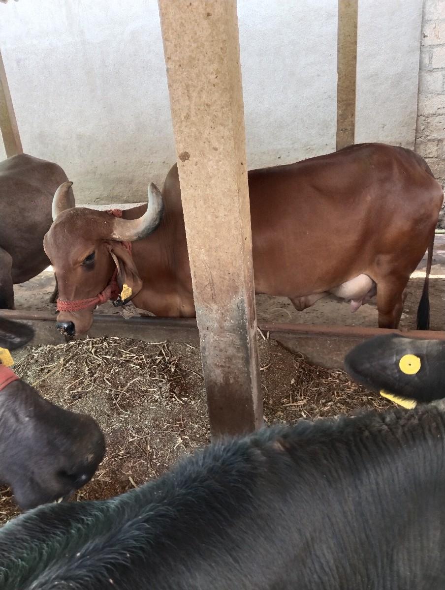 વેચવાની છે