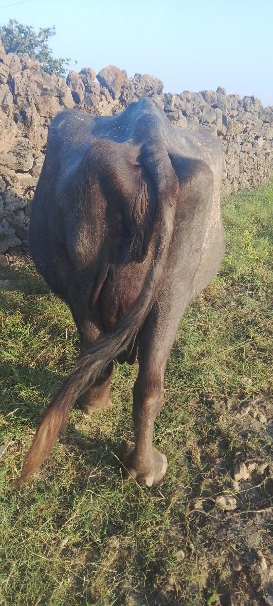 ભેંસ વેચવાની છે