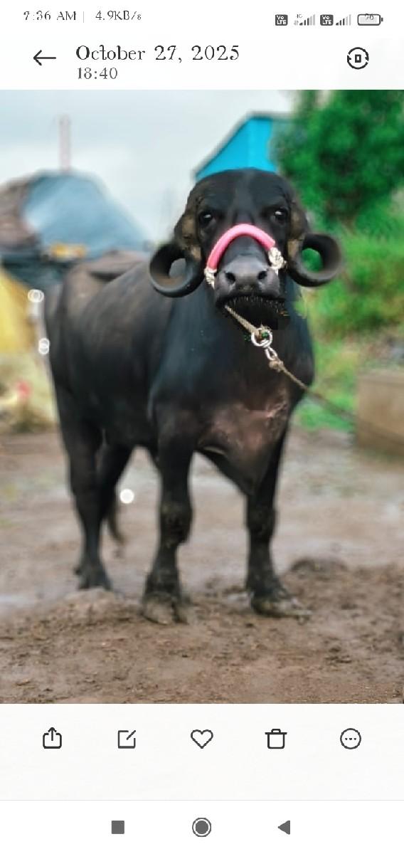 થંબનેલ 3