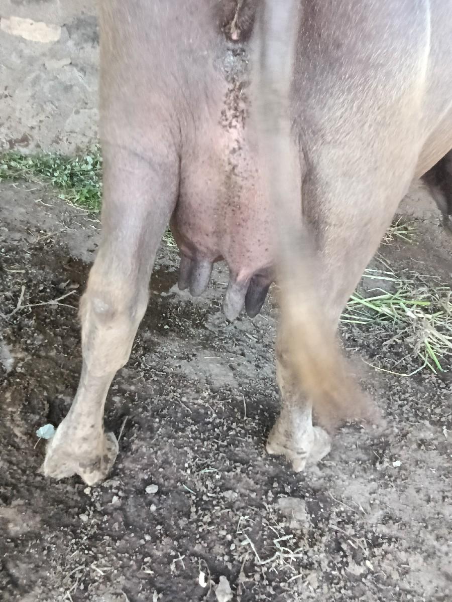 ભેંસ વેચવાની છે