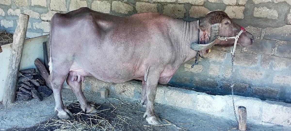 થંબનેલ 2