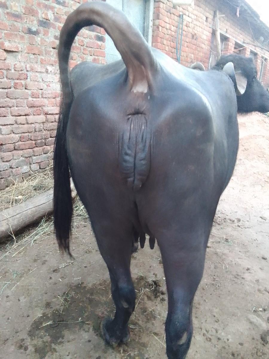 થંબનેલ 2