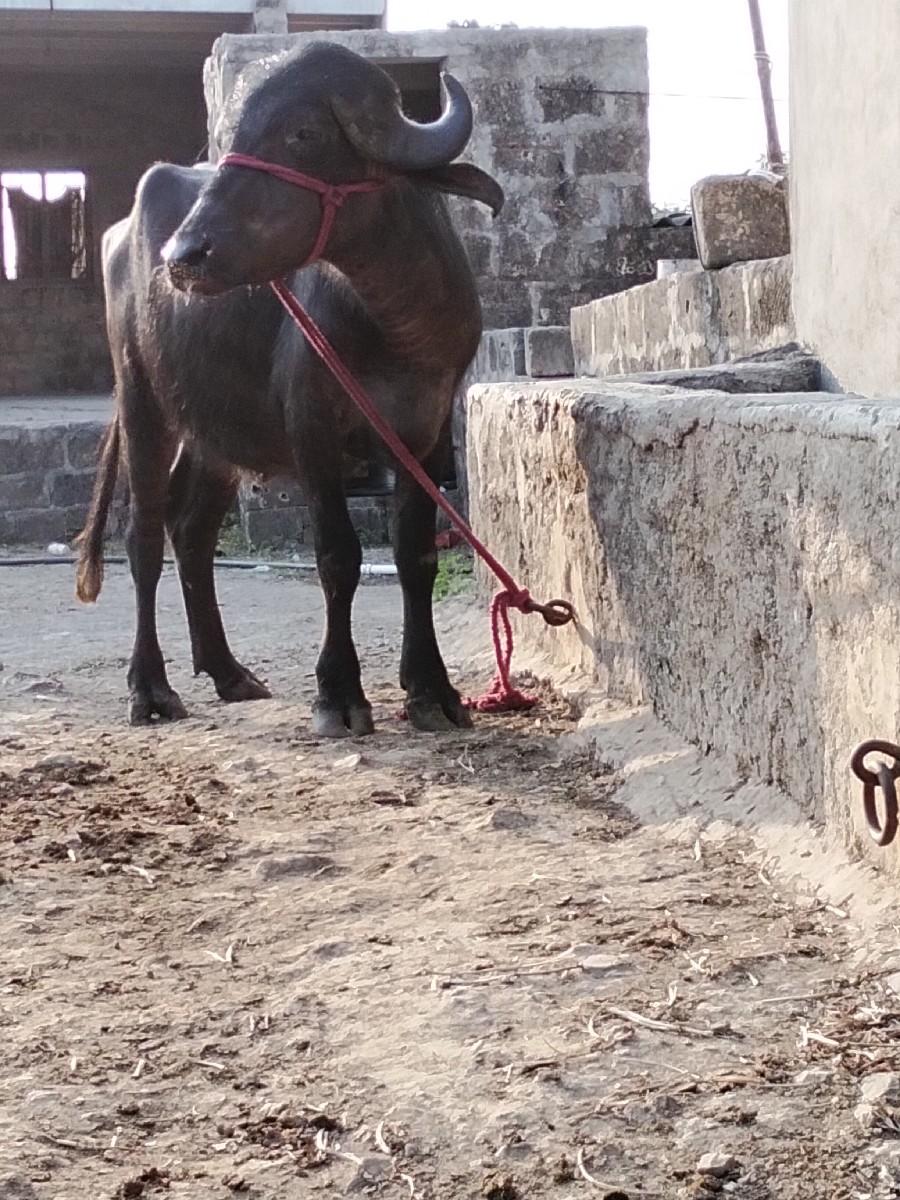 થંબનેલ 3