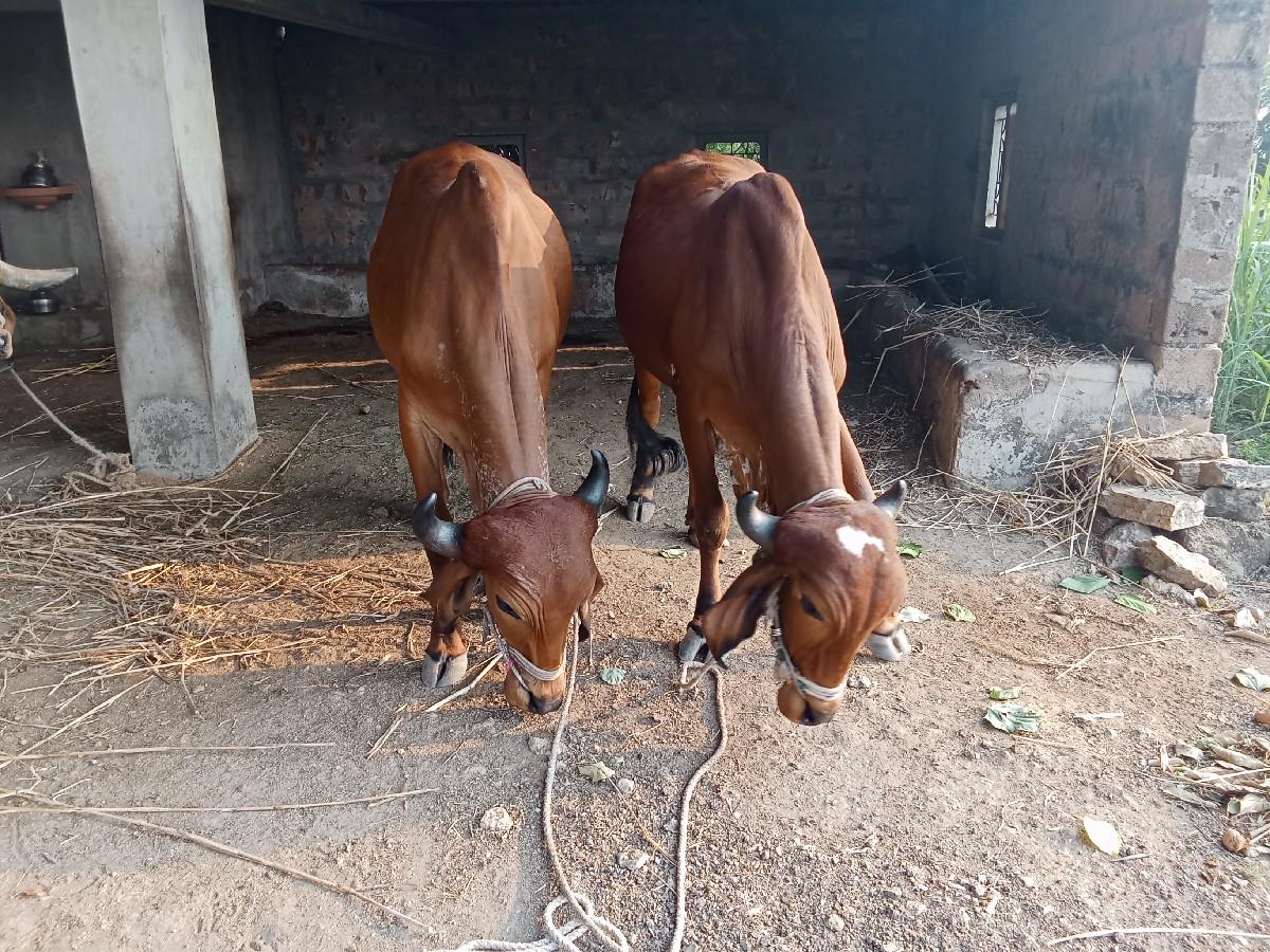 થંબનેલ 3