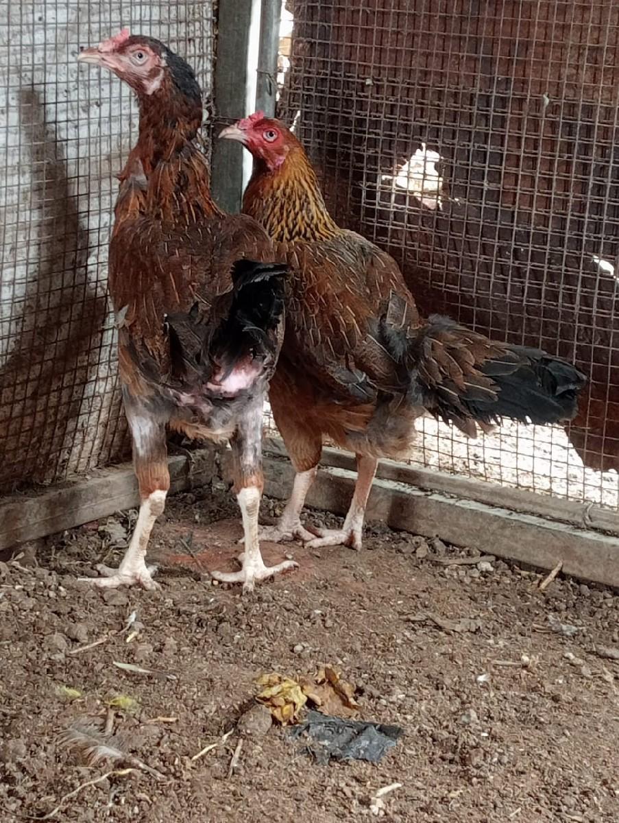 વેચવાની છે