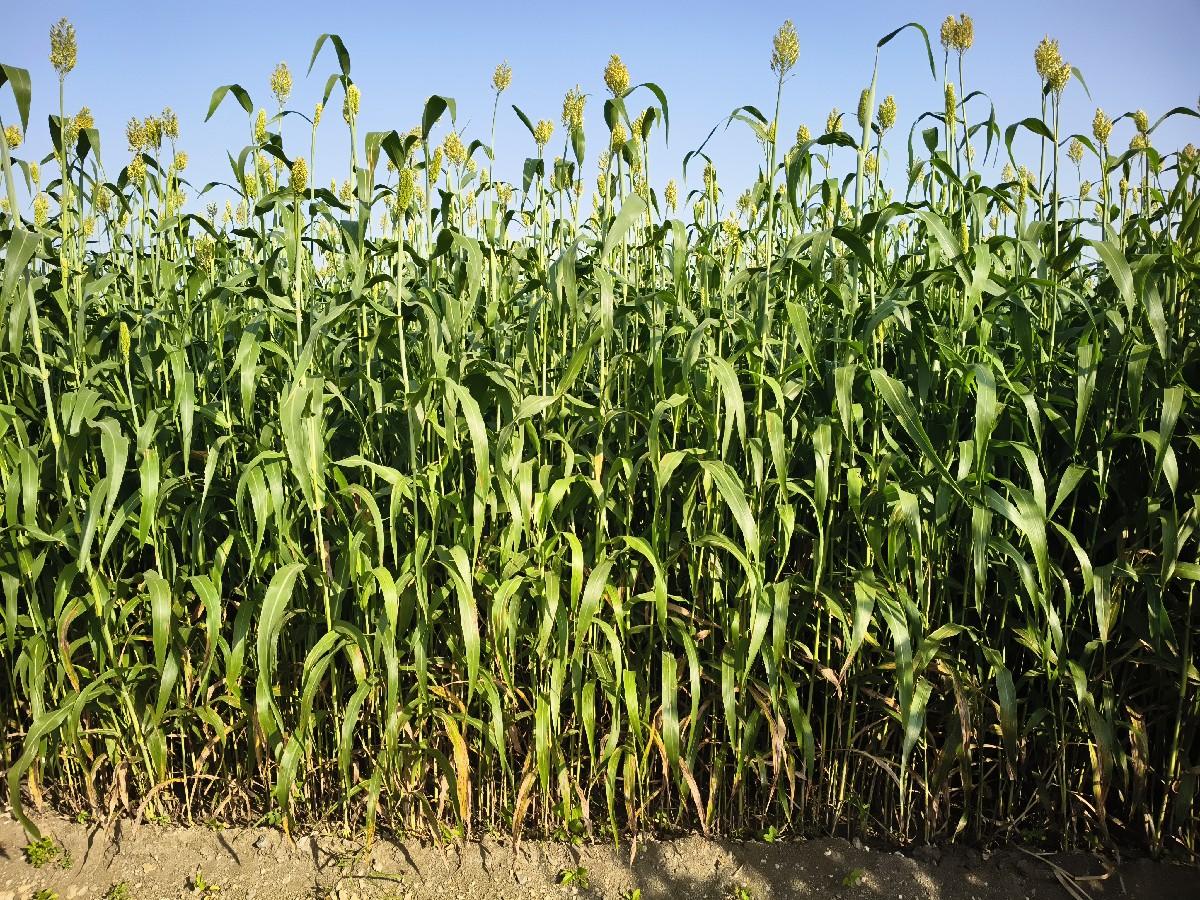 જુવાર વેચવાની છે 5 વીઘા ની છે