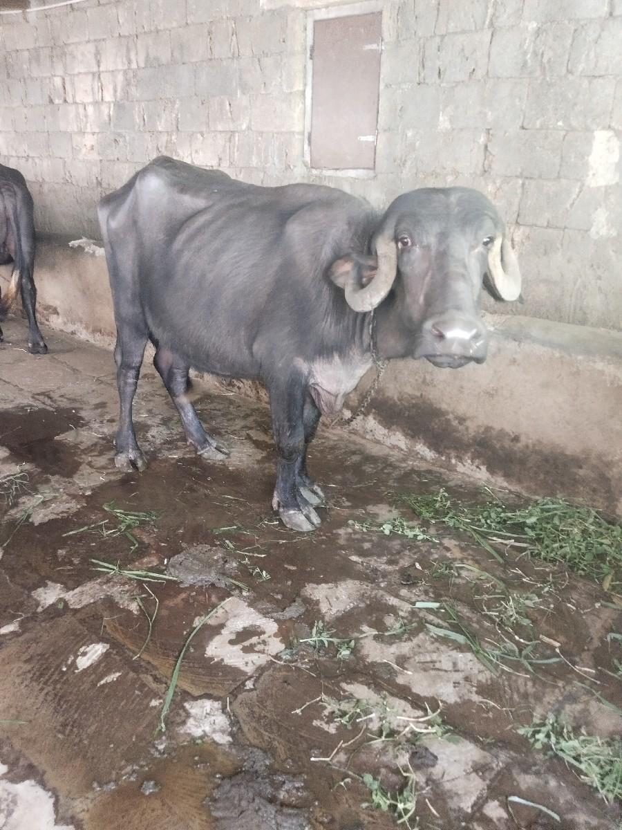 ખડેલી વેચવાની છે