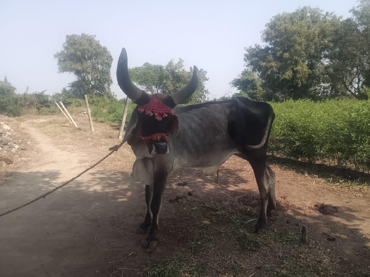 થંબનેલ 3