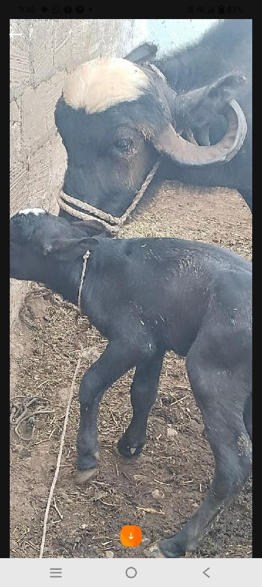 ભેંશ વેશવાની શોથુવેતરછેદોવામા