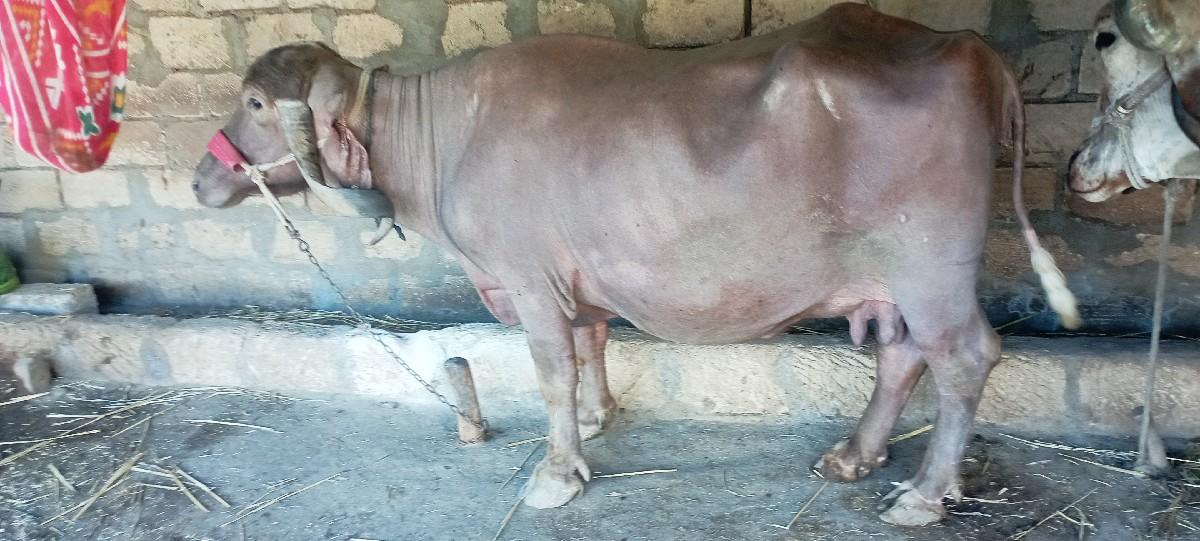 વેચવાની છે