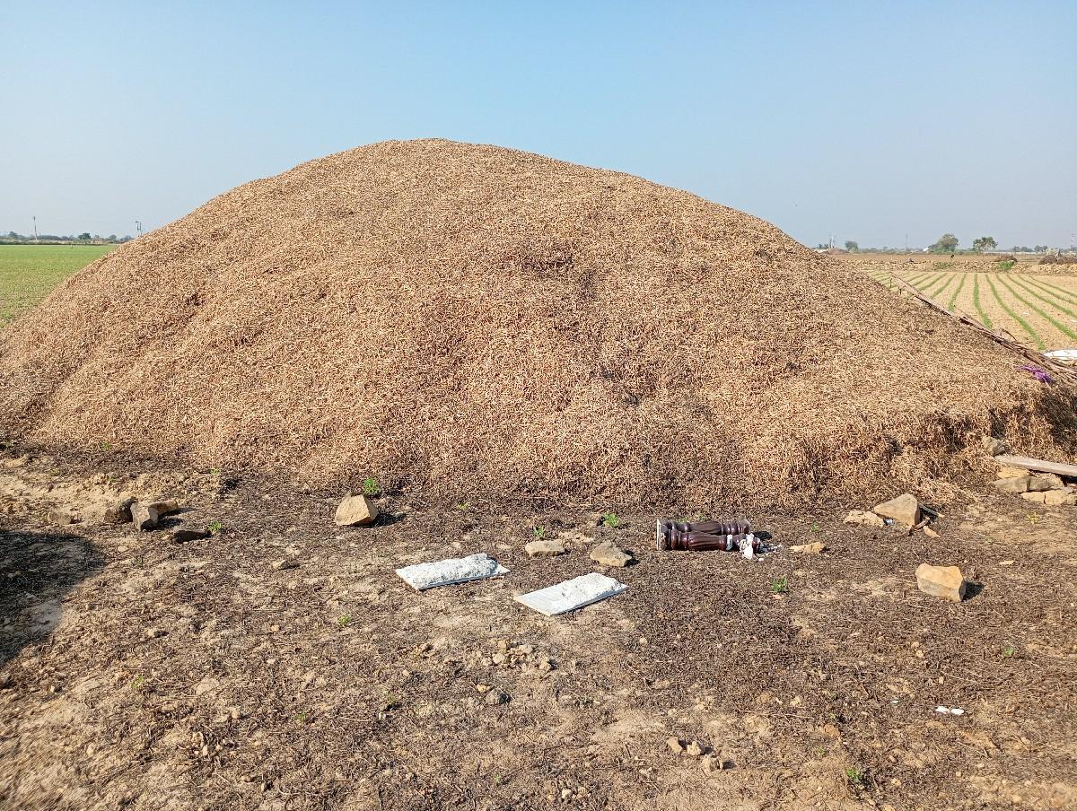 જી 20 નો પાલો ભુકો અને મગફળી