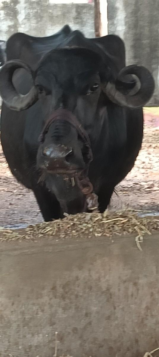 ભેસ વેચવા ની સે